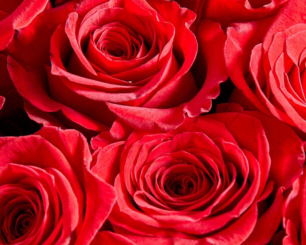 100 Red Roses  Roses Only UK