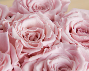 6 Pink Infinity Preserved Roses