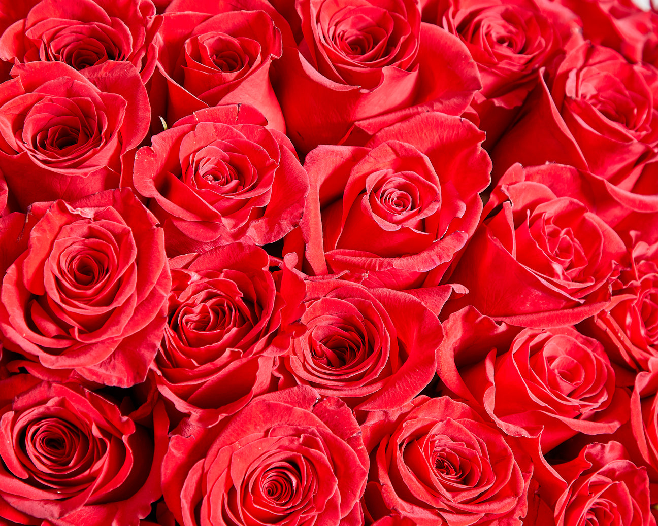 100 Red Roses | Roses Only UK