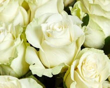 100 White Roses