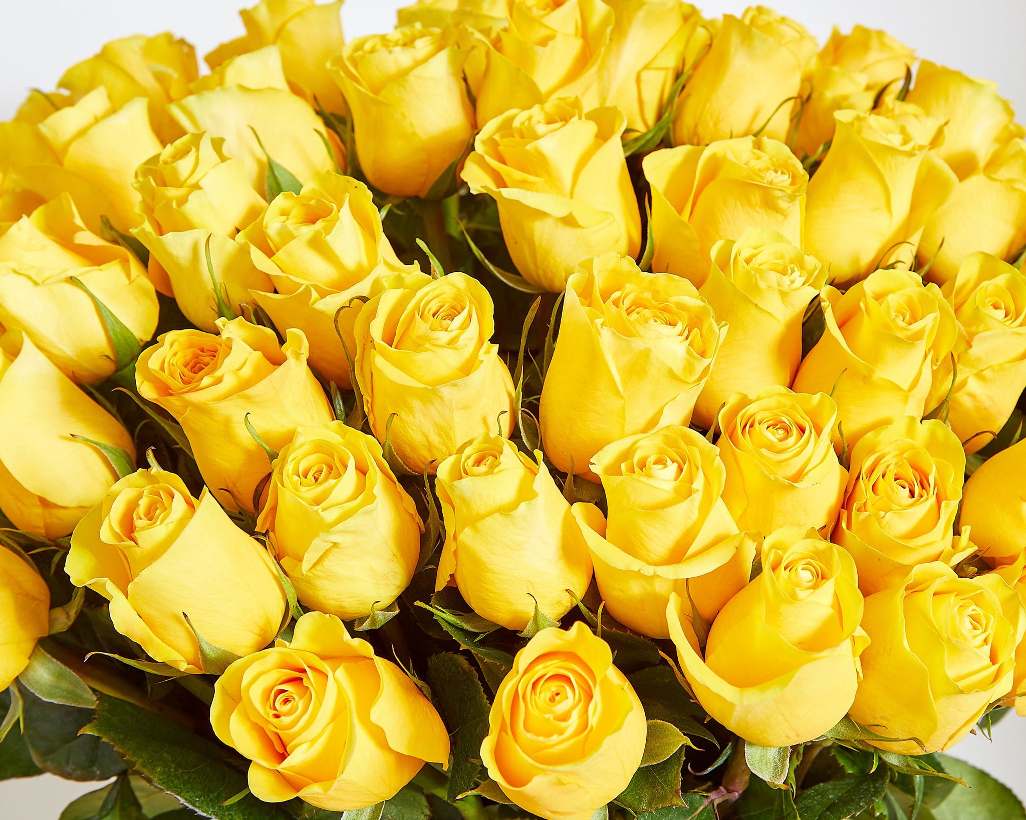 100 Yellow Roses | Roses Only UK