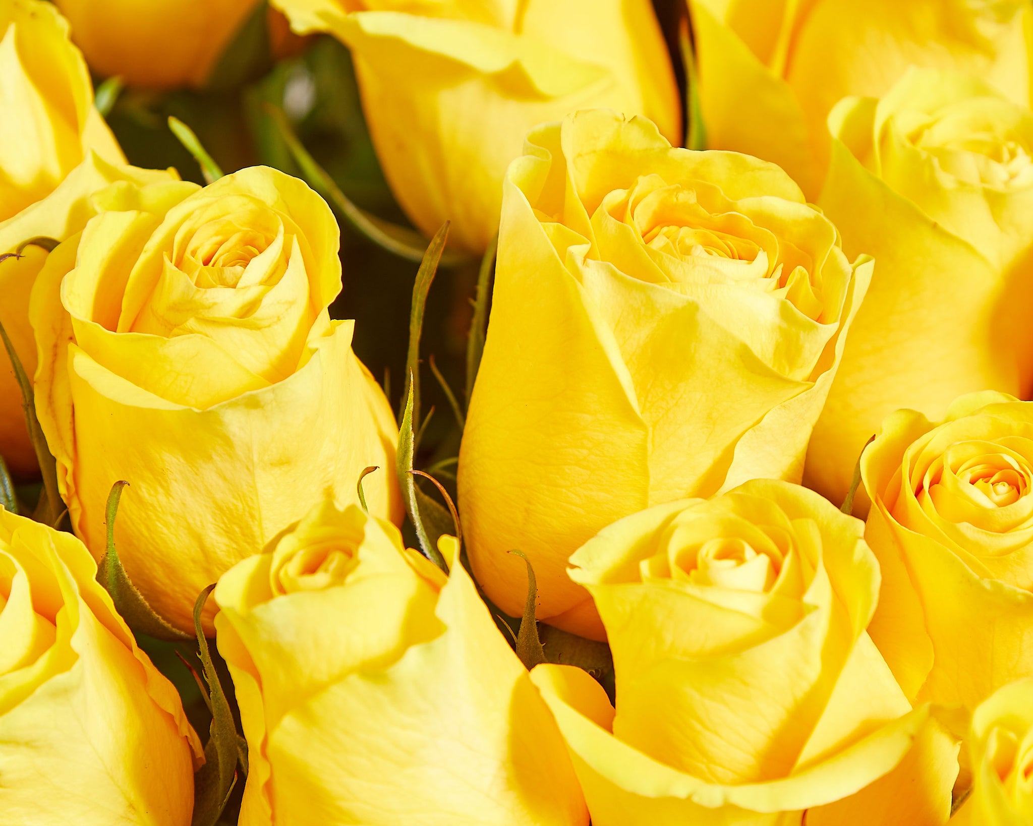 100 Yellow Roses | Roses Only UK