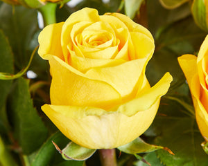 12 Yellow Roses