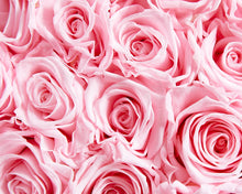 16 Pink Infinity Preserved Roses