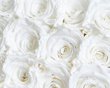 16 White/Cream Infinity Preserved Roses