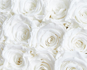 16 White/Cream Infinity Preserved Roses