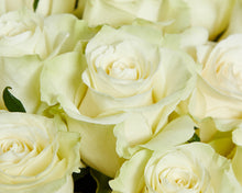 50 White Roses