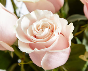50 Pink Roses & Veuve