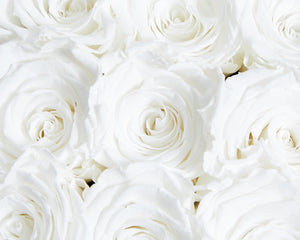 9 White Cream Infinity Preserved Roses